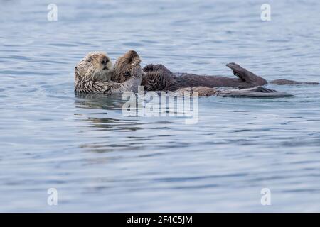 Madre lontra di mare e il suo cucco galleggianti in acqua a Kamechak Bay in Alaska. Foto Stock