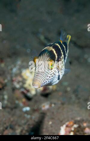 toby (Canthigaster valentini). Tulamben, Bali, Indonesia. Foto Stock