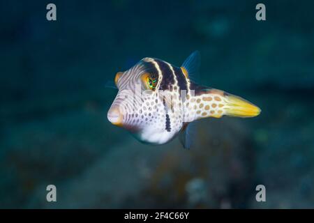 toby (Canthigaster valentini). Tulamben, Bali, Indonesia. Foto Stock