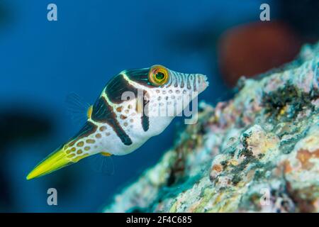 toby (Canthigaster valentini). Tulamben, Bali, Indonesia. Foto Stock