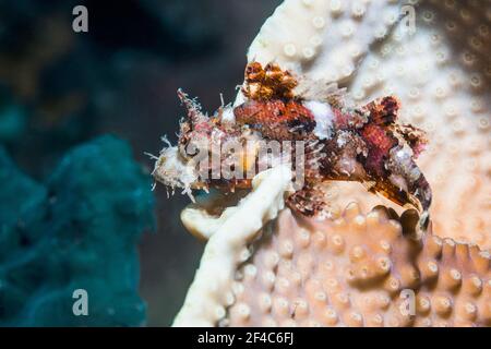 Scorfano tasselato [Scorpaenopsis oxycephala]. Tulamben, Bali, Indonesia. Foto Stock