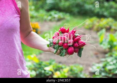 Coltivatore che tiene in mano un rafano appena raccolto. Donna che raccoglie ortaggi coltivati a casa in giardino biologico. Foto Stock