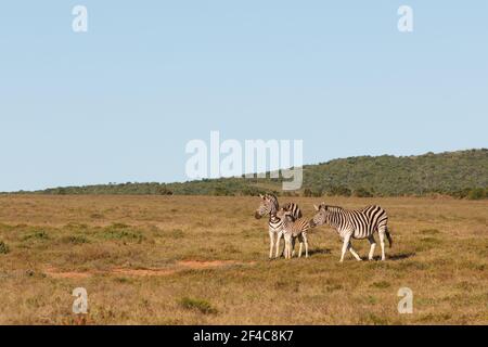 Tre Zebre di Burchell, due adulti e un vitello sulla prateria, (Equus quagga burchellii), Addo National Park, Capo Orientale, Sud Africa Foto Stock