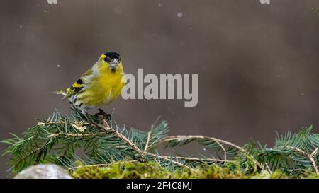 Erlenzeisig, gelb, ast, Europa, Italia, wild lebende tiere, baum, wild, tier, singvogel Foto Stock