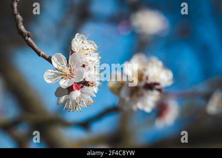 Fiore di albicocca fiorente. Petalo di albero di frutta in cielo blu. Primavera nel frutteto Foto Stock