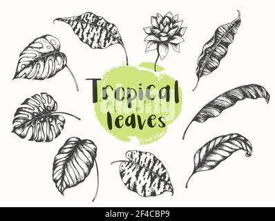 Set di elementi di design floreali tropicali estivi disegnati a mano vettoriali. Foglie di palma e banana. Elementi di design floreali tropicali estivi. Illustrazione Vettoriale
