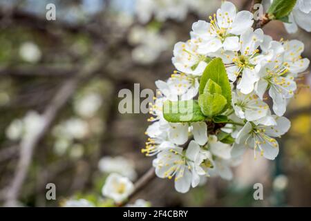 Fioritura di un albero da frutto in primavera Foto Stock