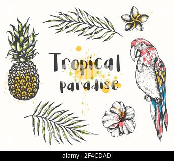Set di elementi di design tropicali estivi disegnati a mano vettoriali. Pappagallo, ananas, fiori tropicali e foglie di palma su sfondo bianco. Pappagallo e piante tropicali Illustrazione Vettoriale
