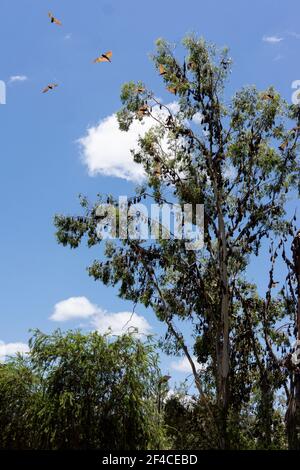 Una grande colonia o accampamento di volpi volanti rosse autoctone australiane, pteropus scapulatus, o pipistrelli di frutta che prendono il controllo degli alberi in un parco a Clermont, Q. Foto Stock