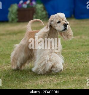 American Cocker Spaniel Foto Stock
