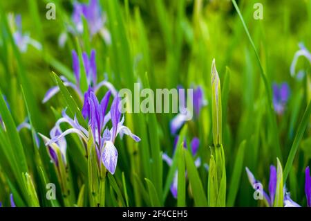 Fioritura iris viola in primavera, caldo giorno di sole, luminoso sfondo bello Foto Stock