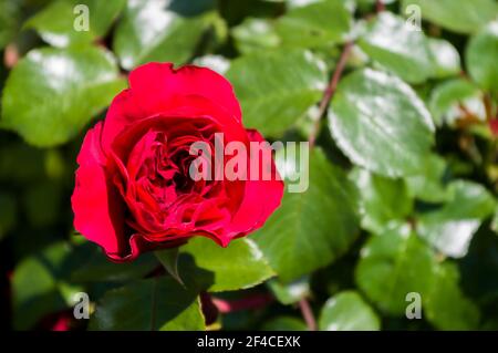 Colorful bello primo piano del fiore di rosa, primaverile presto in una giornata calda di sole, sfondo luminoso bello. Foto Stock