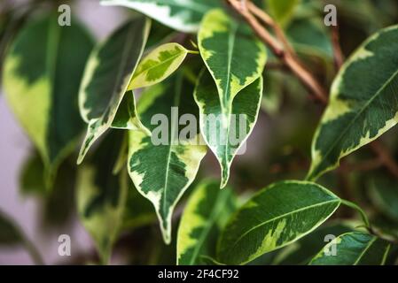 Ficus Benjamin nella pentola in piedi nella finestra sigillo. Concetto di giungla urbana. Purificatore d'aria naturale. Ritratto di Houseplant. Foto Stock