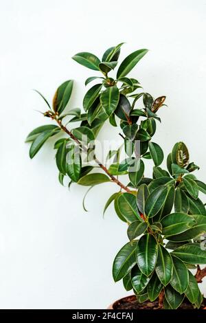 Foglie verde scuro pianta di fico o specie di Ficus, l'albero tropicale della foresta pluviale su sfondo bianco. Foto Stock