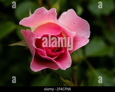 I Fiori di Rosa Selvatica Medicinal. Bush di Rosa Selvatica in fiore. Fiori di rosa anca primo piano. Foto Stock