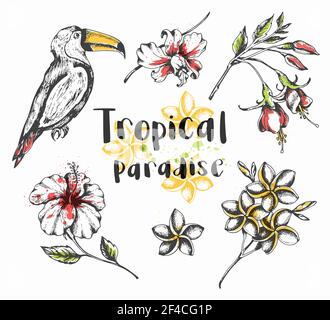 Set di elementi di design tropicali estivi disegnati a mano vettoriali. Toucan uccello e fiori tropicali. Toucan uccello e fiori tropicali Illustrazione Vettoriale