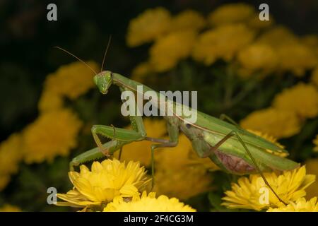 I Mantis in preghiera o i Mantis europei (lat. Mantis religiosa) è un grande insetto emimetabolico della famiglia dei Mantidae. Foto Stock