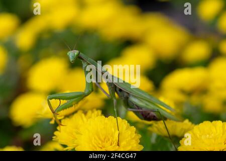 I Mantis in preghiera o i Mantis europei (lat. Mantis religiosa) è un grande insetto emimetabolico della famiglia dei Mantidae. Foto Stock