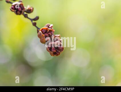 Un macro shot di alcuni baccelli di semi di Crocosmia lucifer. Foto Stock