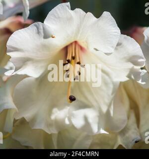 Una ripresa macro di un bianco fiore di rododendro. Foto Stock