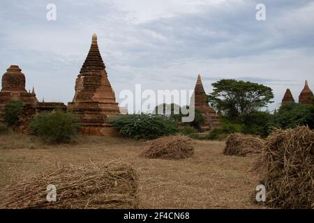 BAGAN, NYAUNG-U, MYANMAR - 3 GENNAIO 2020: Diverse pagode del tempio antico e storico nella distanza da un campo di erba secca aperta con mucchi di fieno Foto Stock