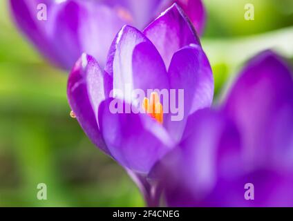 Una ripresa macro di un viola crocus bloom. Foto Stock