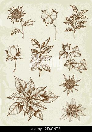 Set di inverno piante sempreverdi e fiori. Decorativi elementi vintage per Natale e Anno Nuovo design. Disegnata a mano illustrazione. Illustrazione Vettoriale