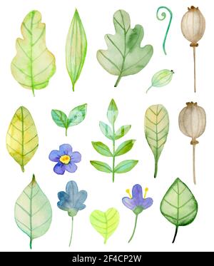 Serie di acquerelli di fiori e foglie verdi su sfondo bianco. Disegnato a mano autunno botanico gli elementi di design. Illustrazione Vettoriale Illustrazione Vettoriale