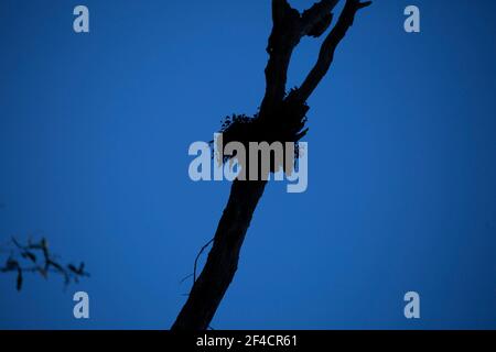 Silhoutte di un nido di un piccolo uccello in un albero contro un cielo blu profondo Foto Stock