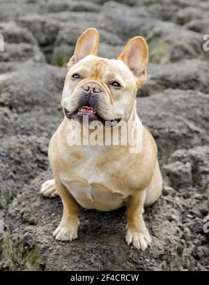 Frenchie di 5 anni Male seduto sul letto del lago e guardando in su Foto Stock
