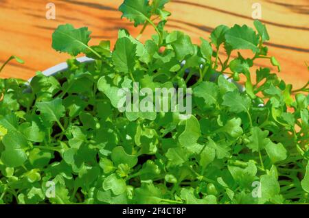 Kale microgreens in una ciotola bianca su tavola di legno. Coltivazione di germogli verdi di cavolo a foglia, piantine e piante giovani. Germogliato foglie di ricci. Foto Stock