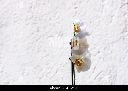 Un fuoco selettivo di una bella orchidea di falma delicata fiore di fronte a una parete bianca Foto Stock