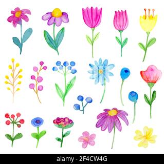 Serie di acquerelli di vettore di fiori e foglie su uno sfondo bianco. Disegnato a mano autunno botanico gli elementi di design Illustrazione Vettoriale