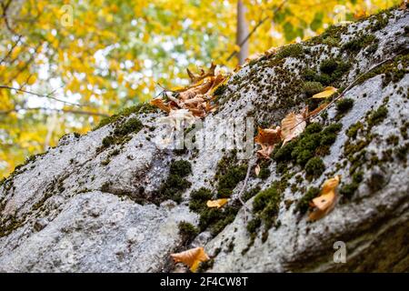 Scena autunnale allo Zofnass Preserve, New York state. Foto Stock