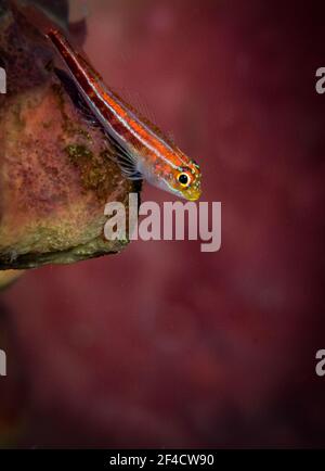 Il triplice blenny (Helcogramma striata) siede sulla barriera corallina nel Parco Nazionale di Bunaken, Sulawesi Nord, Indonesia Foto Stock