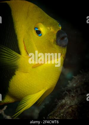 Rock Beauty (Holacanthus tricolore) Sulla barriera corallina al largo dell'isola caraibica di St Martin Foto Stock