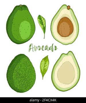 Mature frutto di avocado su uno sfondo bianco. Disegnato a mano illustrazione vettoriale Illustrazione Vettoriale
