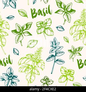 Modello vintage disegnato a mano senza cuciture con erbe al basilico verde Illustrazione Vettoriale