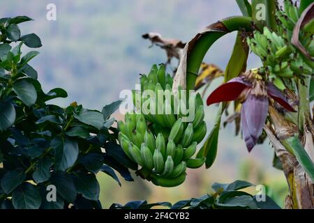 Mazzo di banana grezza albero nel frutteto. Mazzo fresco crudo pettine verde è appeso su un tree.unmate banane nella giungla primo piano. Foto Stock