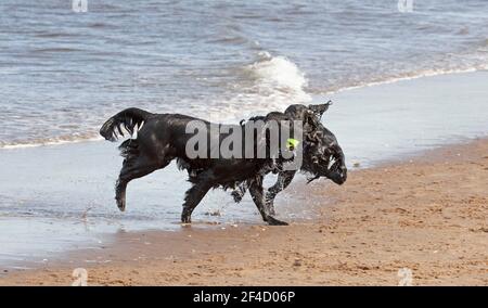 Portobello, Edimburgo, Scozia, Regno Unito. 20 marzo 2021. Due cani neri si intrecciarono mentre emergono dal Firth of Forth che sbatte su chi possiede la palla che quella più grande ha riprotratto dal mare. Credit: Arch White/Alamy Live News. Foto Stock