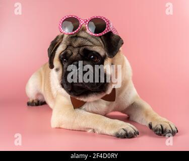 Simpatico cane Pug con bicchieri rosa su sfondo rosa. Foto Stock