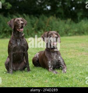Due puntatori tedeschi Shorthaved Foto Stock