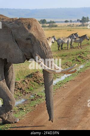 Vista ritratto dell'Elefante Africano, con un piccolo gregge di zebra sullo sfondo Foto Stock