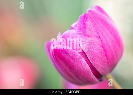 Tulipano rosa-viola estremo primo piano in giardino con bella sfondo verde tenue e spazio per la copia Foto Stock