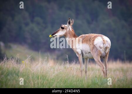 Un pronghorn femminile in piedi in erba con un fiore in bocca. Foto Stock