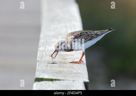 Una ruddy giradischi in piedi su una ringhiera di banchina con cibo in bocca e la sua lingua che mostra. Foto Stock