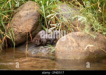 Due mink sul bordo dell'acqua. Foto Stock