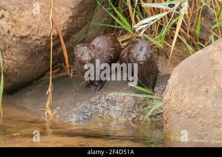 Due mink sul bordo dell'acqua. Foto Stock