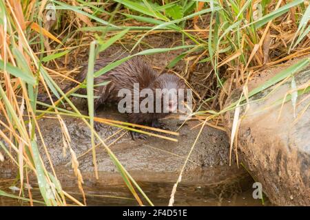 Un mink in piedi sul bordo dell'acqua guardando la fotocamera con la lingua fuori. Foto Stock