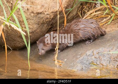 Un mink vicino al bordo dell'acqua. Foto Stock